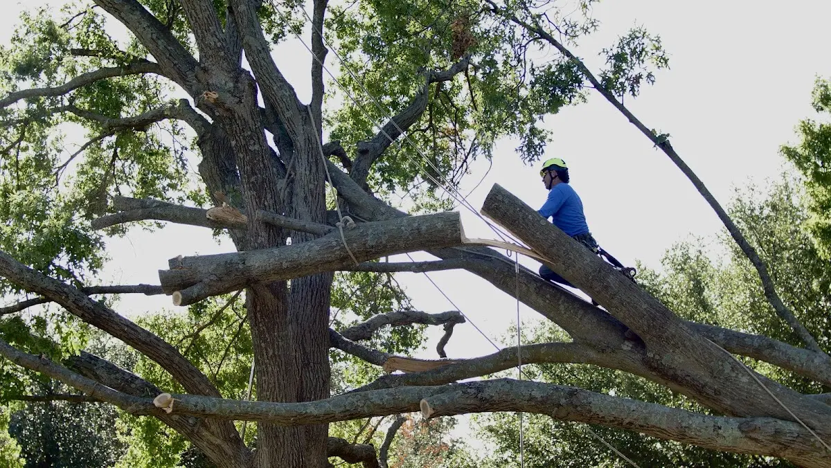 Professional Crown Thinning performed by certified arborists in Comins
